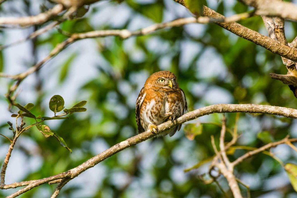 small owl perched on branch