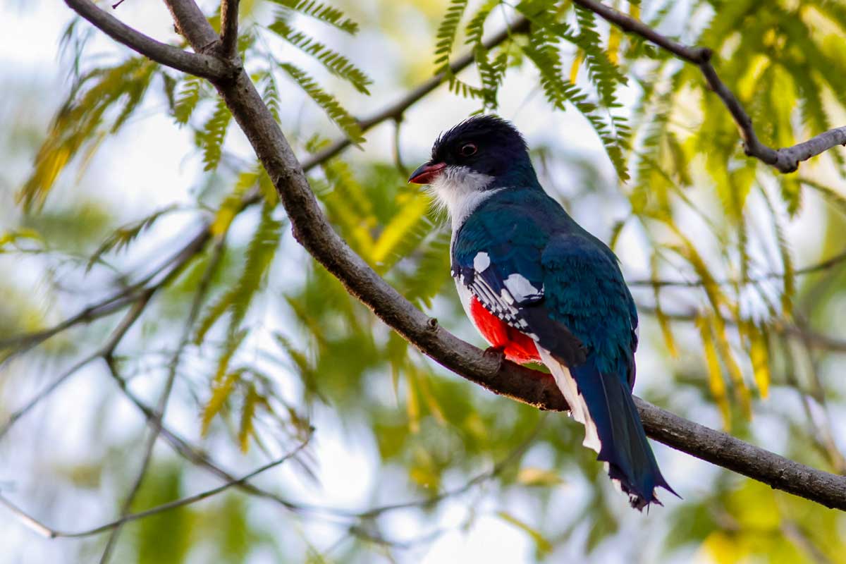 bird perched on branch with blueish and red feathers